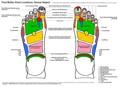 Reflexology Foot Chart, Dorsal View