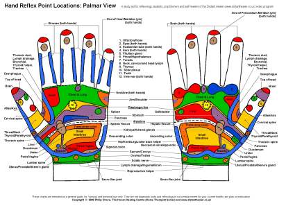 Reflexology Hand Chart, Palmar View