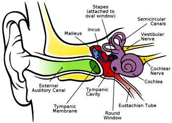 Benign Paroxysmal Positional Vertigo (BPPV) of the ear