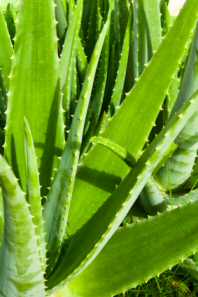 A Healthy Aloe Vera Plant