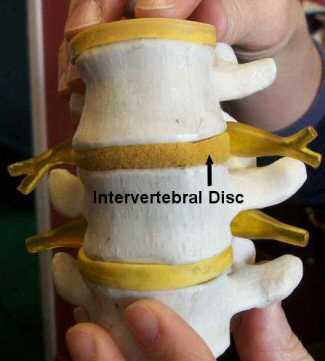 vertebra showing intervertebral discs