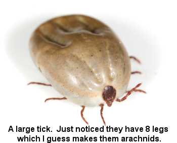 A very large tick