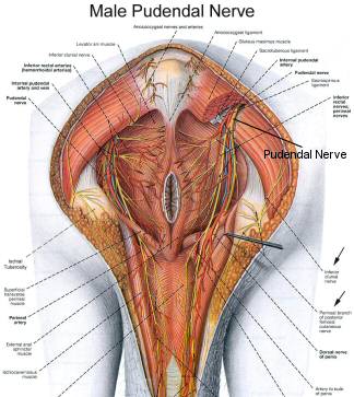 Showing the Male Pudendal Nerve