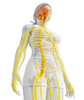 Nerves in the Human Body