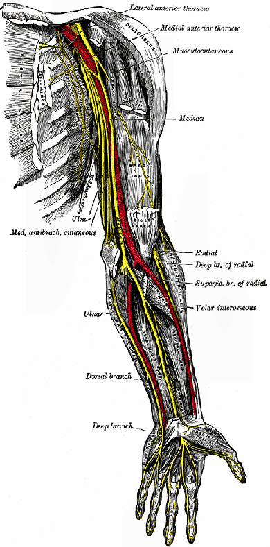 Nerves of the left arm in yellow