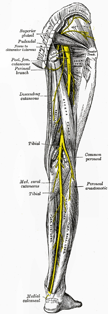 Nerves of the right leg in yellow