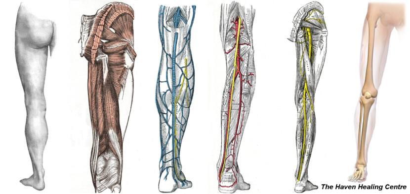 Human Leg Showing Circulation