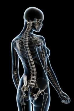 Spinal Touch Therapy, a view of the skeleton
